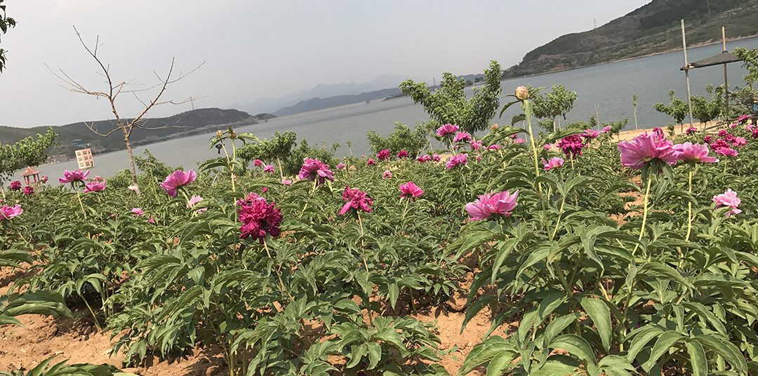 五月中旬,芍药园姹紫嫣红