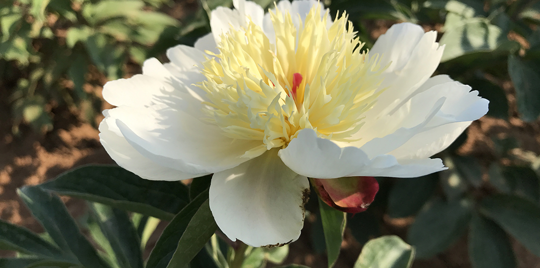 五月中旬,芍药园姹紫嫣红